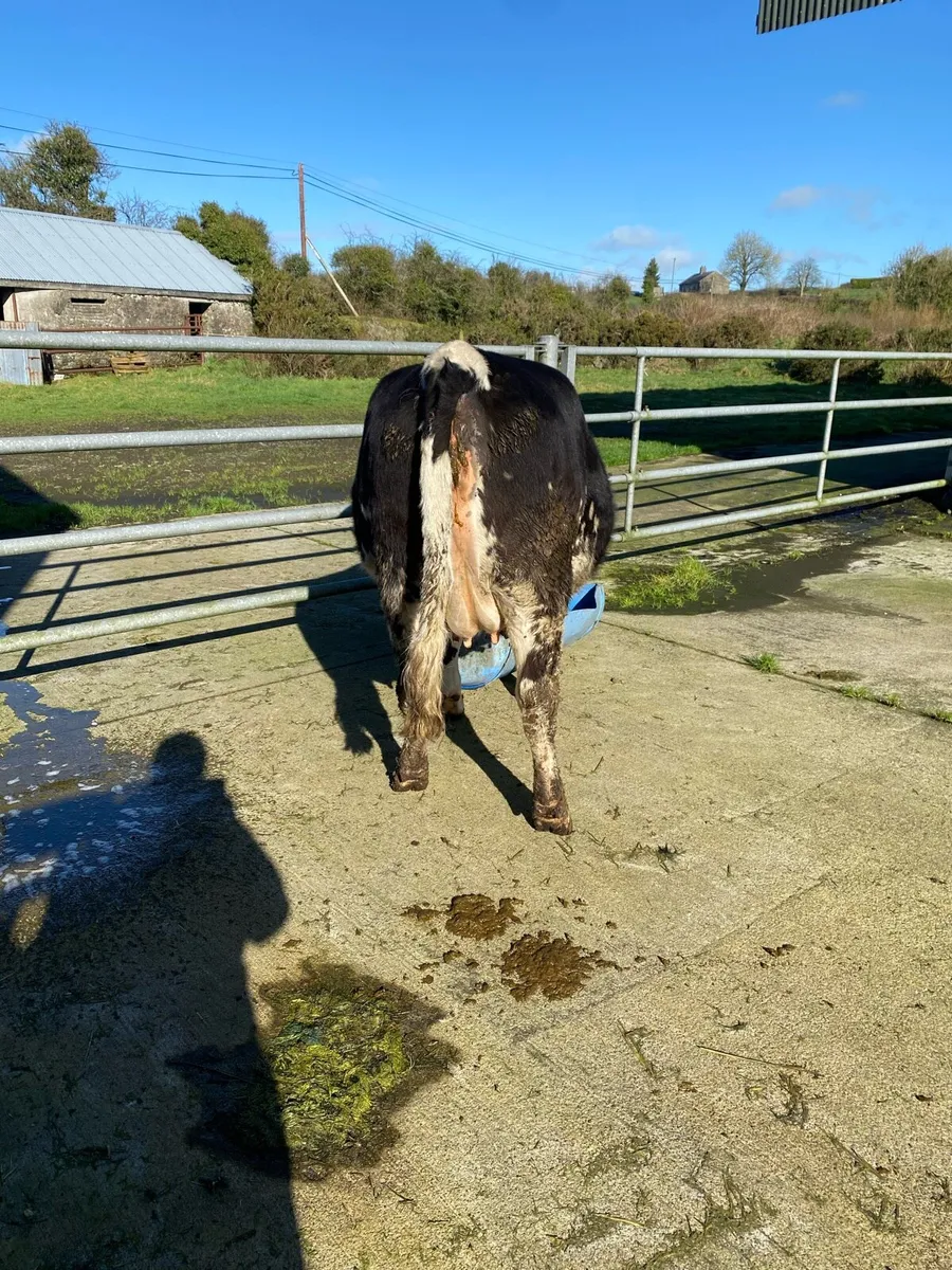 Incalf Heifer - Image 3