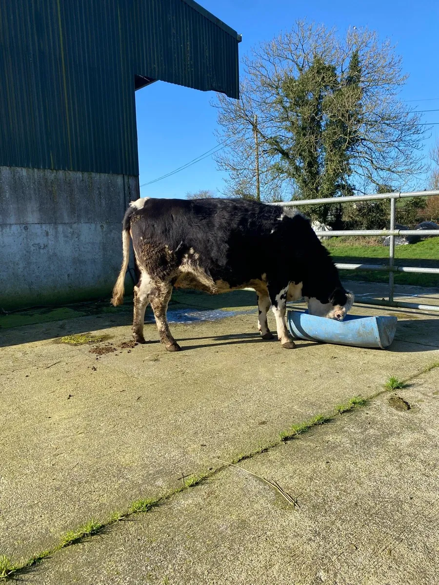 Incalf Heifer - Image 4