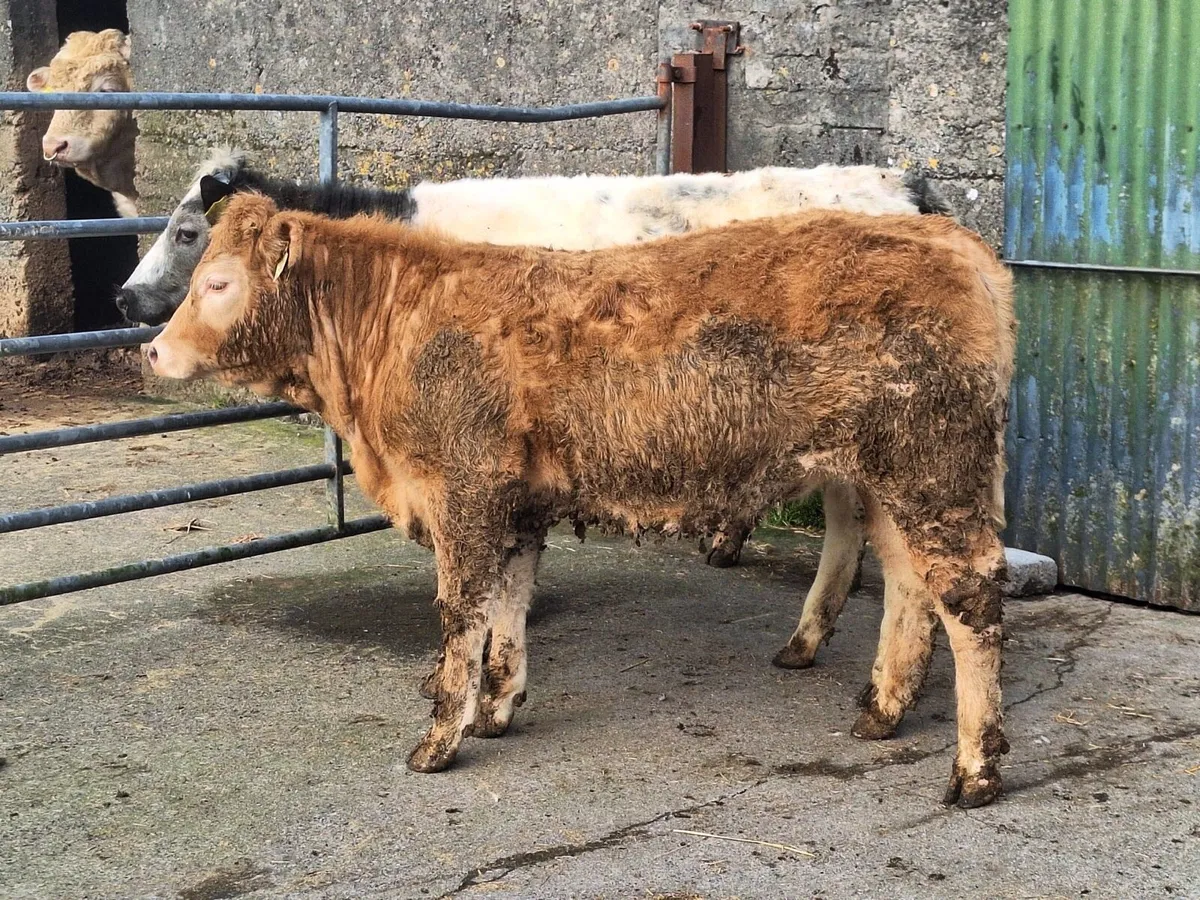 Evening Weanling Sale - Tuam Mart 23rd March - Image 2