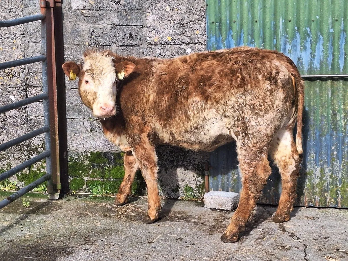 Evening Weanling Sale - Tuam Mart 23rd March - Image 4