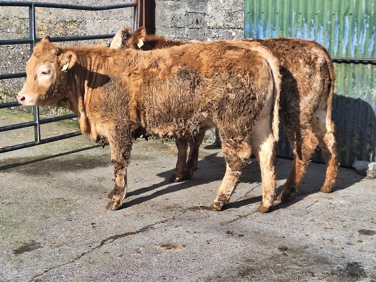 Evening Weanling Sale - Tuam Mart 23rd March - Image 1