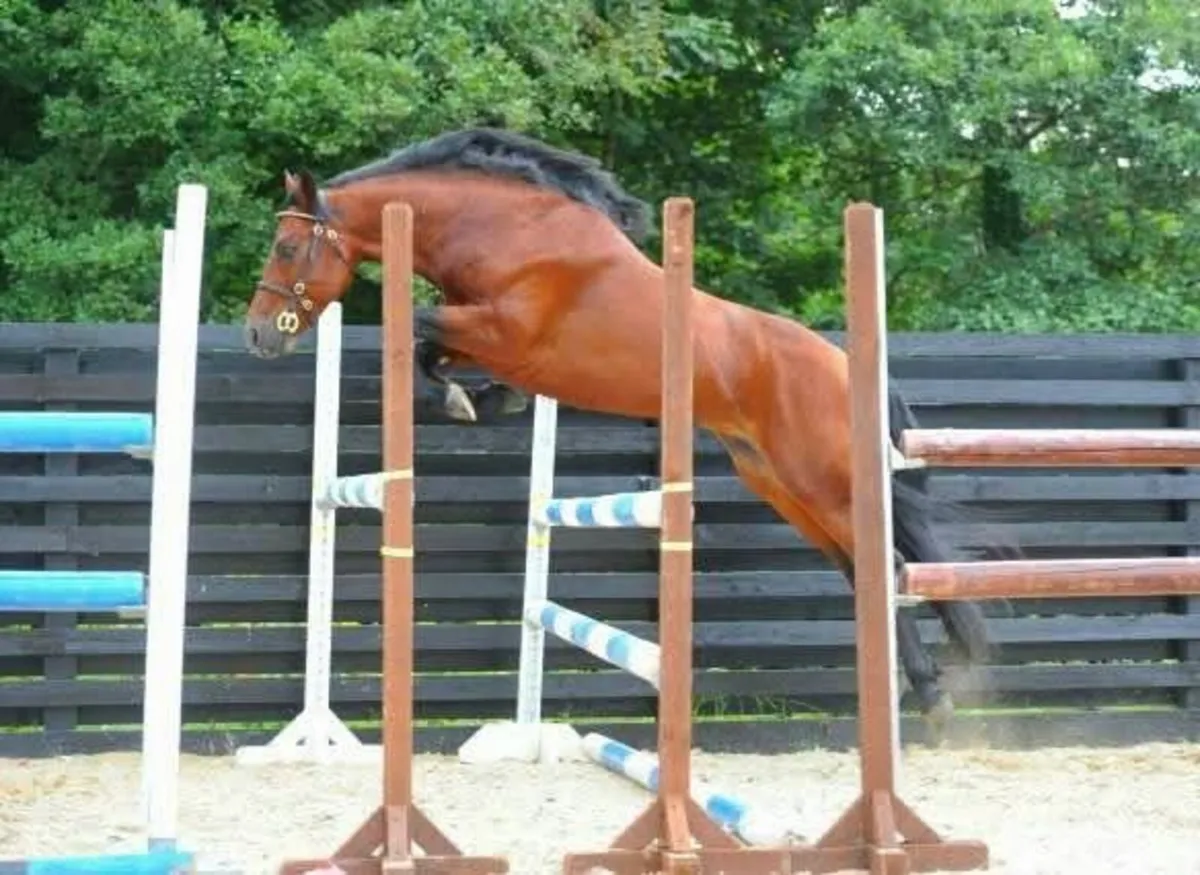 Connemara Stallion  "Dunran Benjamin Button" - Image 3