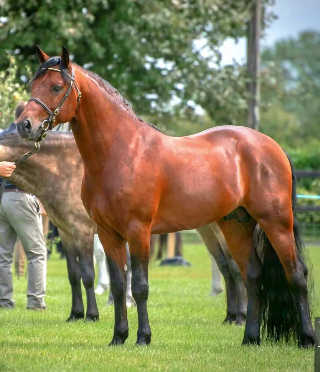 Connemara Stallion  "Dunran Benjamin Button" - Image 4