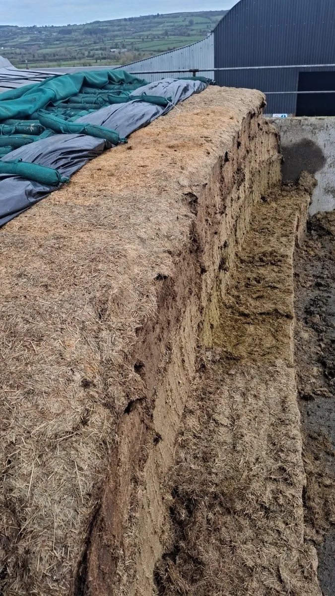 1st and 2nd cut Pit silage 2024 and 2025 - Image 2