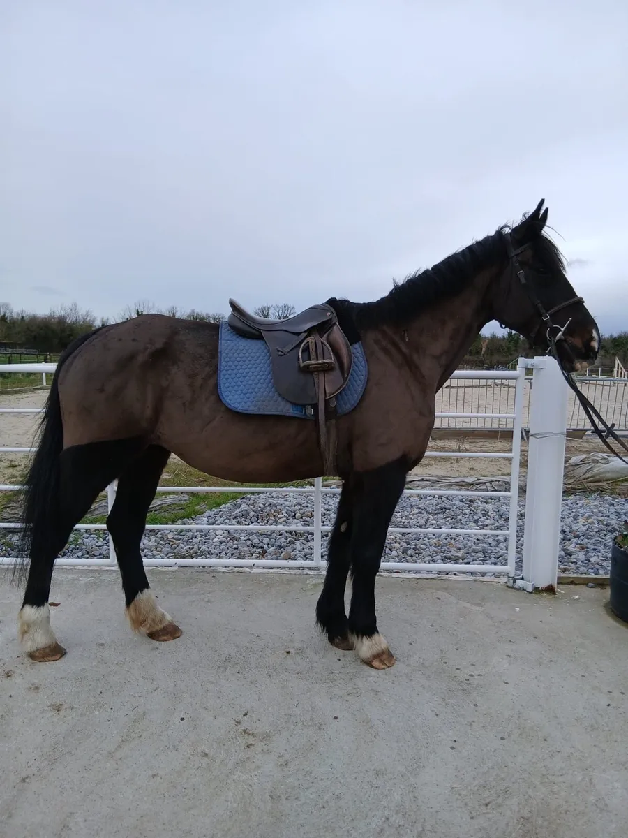 12yo 16hh mare - Image 2