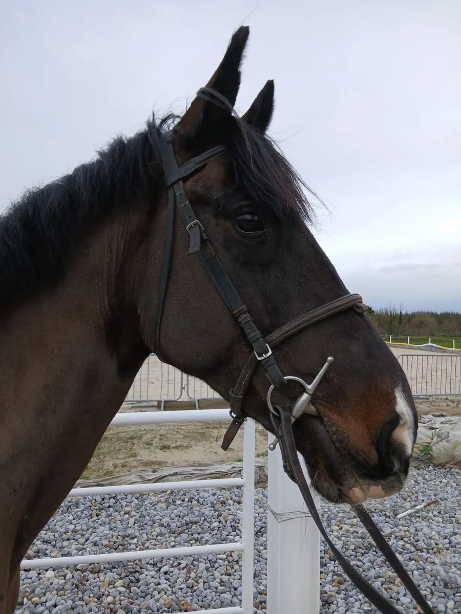 12yo 16hh mare - Image 3