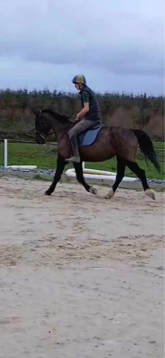 12yo 16hh mare - Image 1