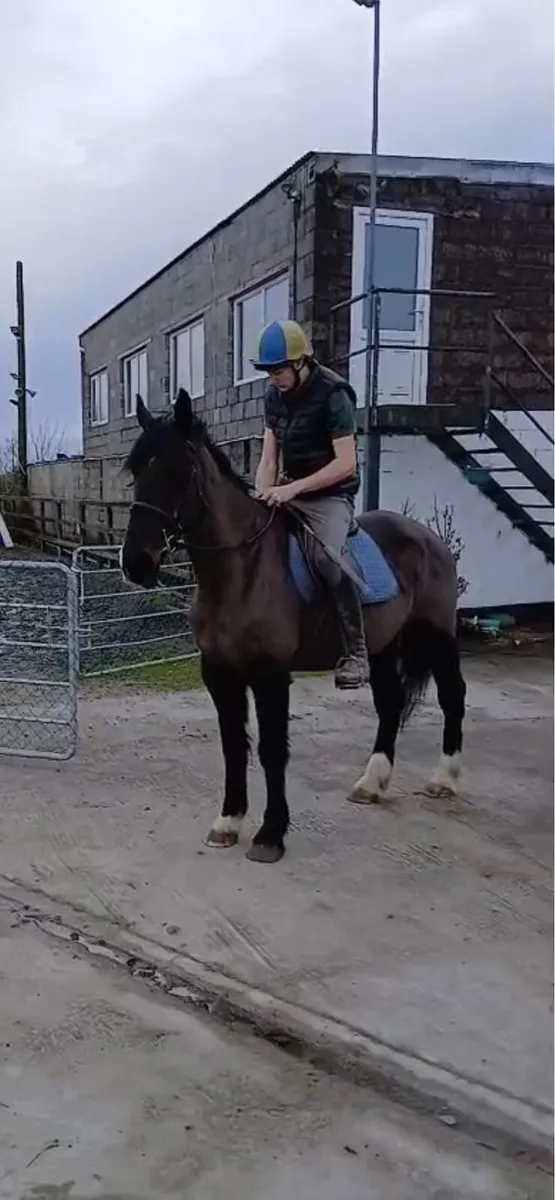 12yo 16hh mare - Image 4