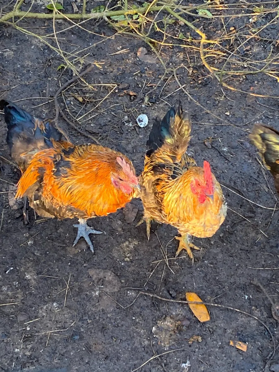 Young roosters for free - Image 2