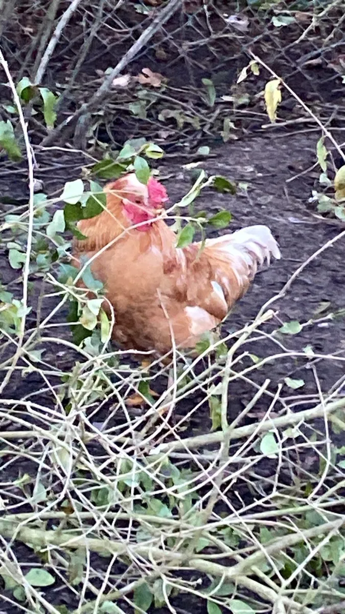 Young roosters for free - Image 3