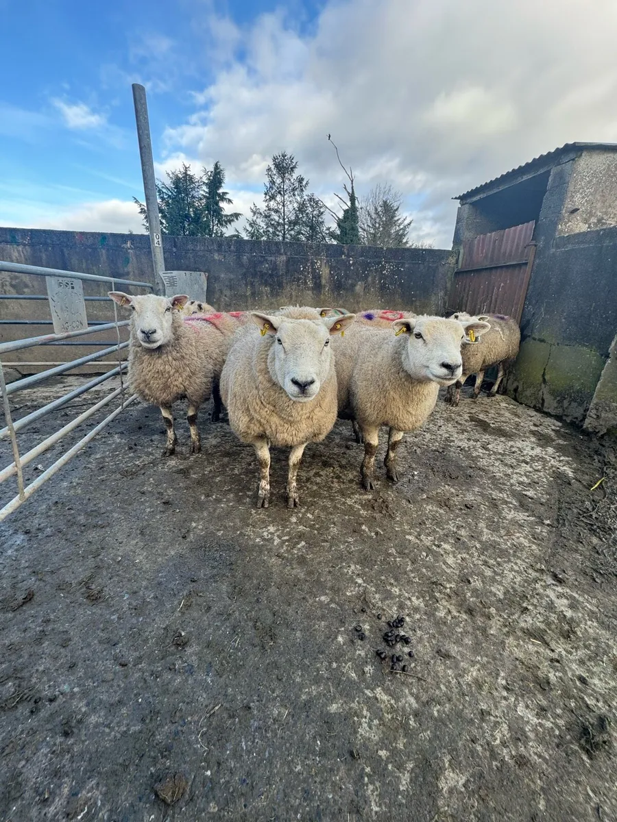 Scanned In lamb ewes - Image 2
