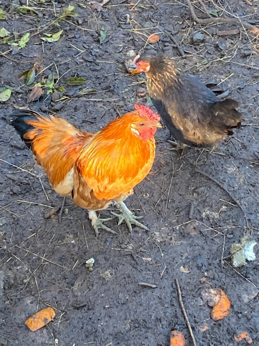 Young roosters for free - Image 1