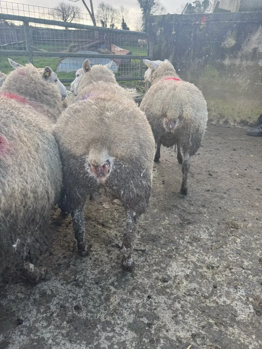 Scanned In lamb ewes - Image 3