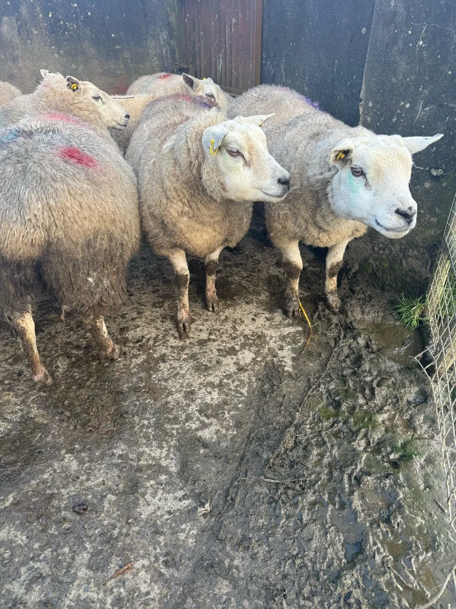 Scanned In lamb ewes - Image 1