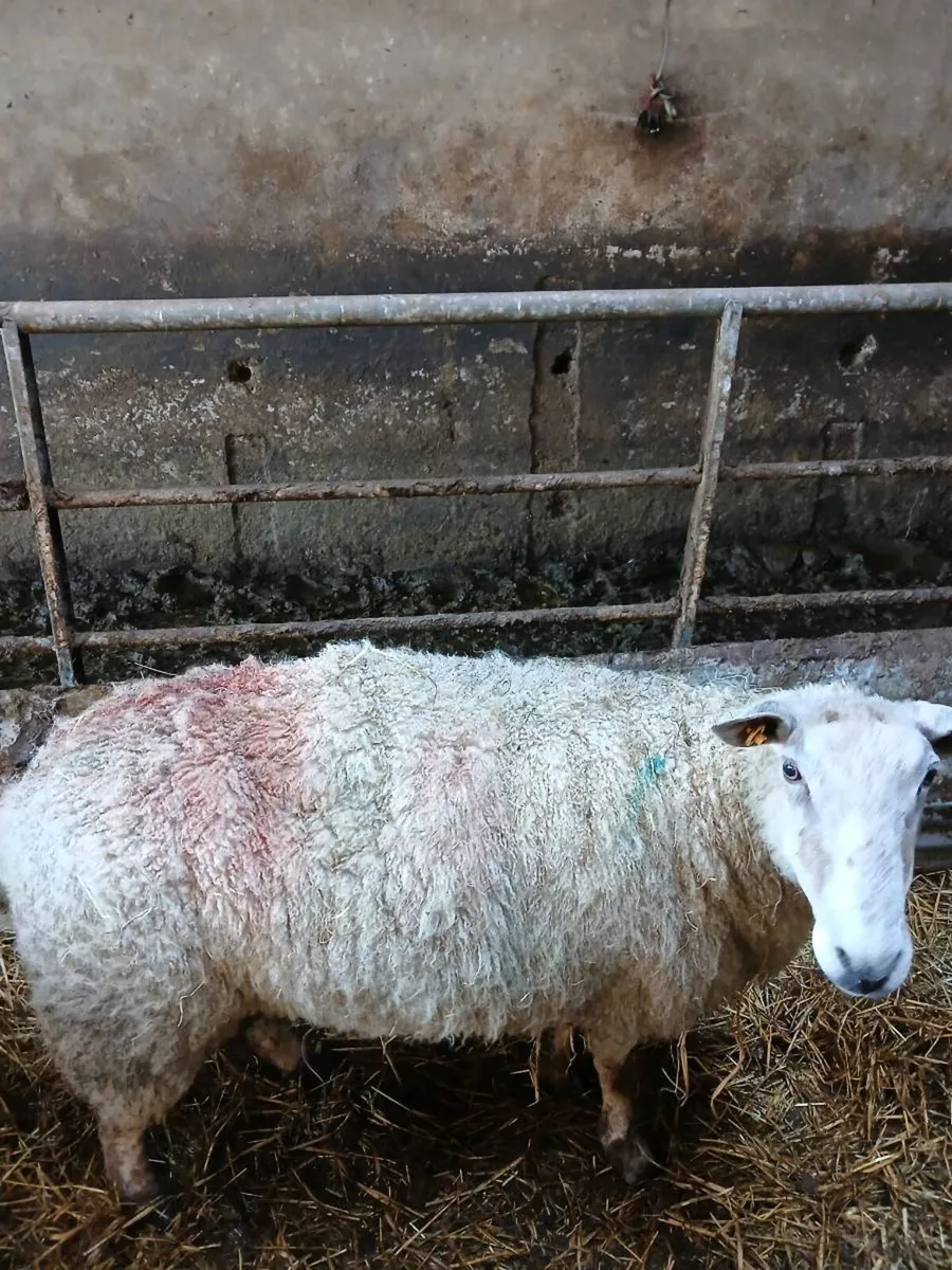 Foster ewe - Image 3