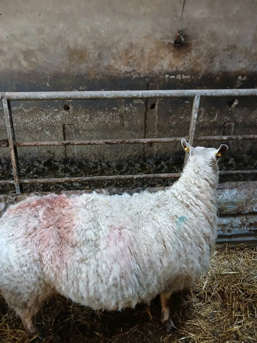 Foster ewe - Image 4
