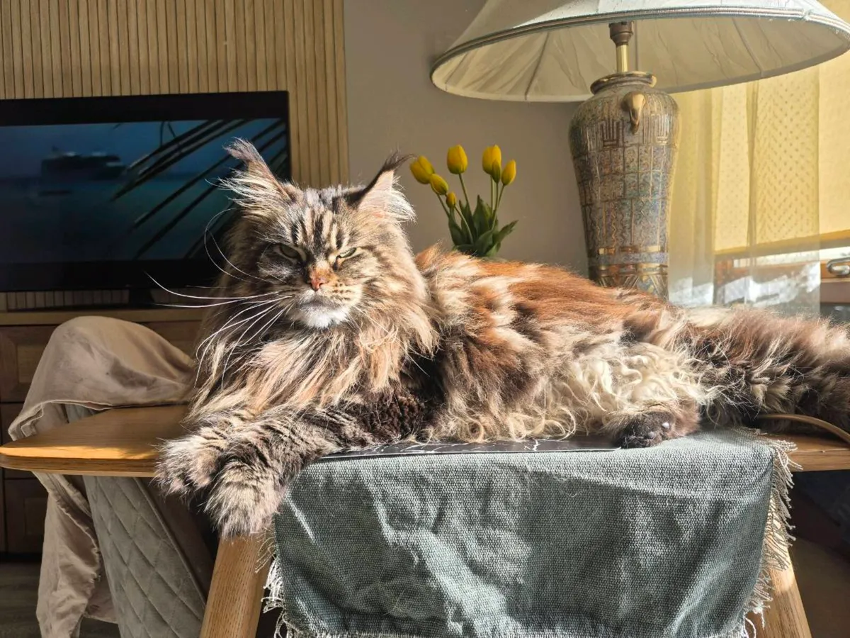 Main coon cat , female & antomatic toilet - Image 2