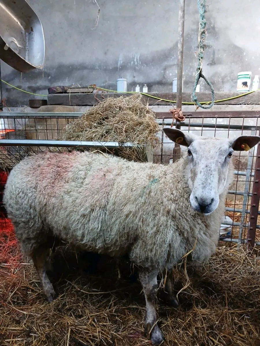Foster ewe - Image 1