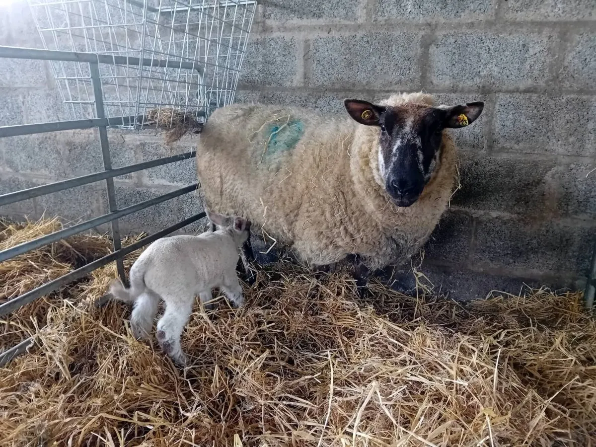 Ewes with lambs at foot - Image 2