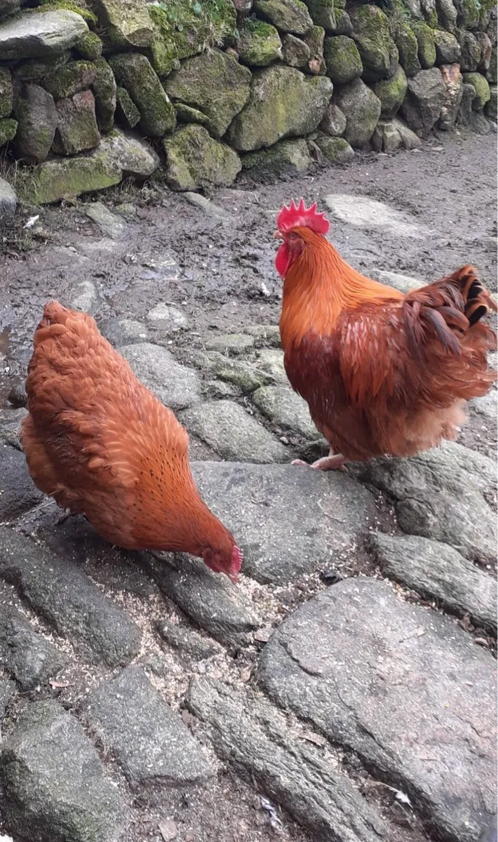 Hen and Rooster pair - Image 1