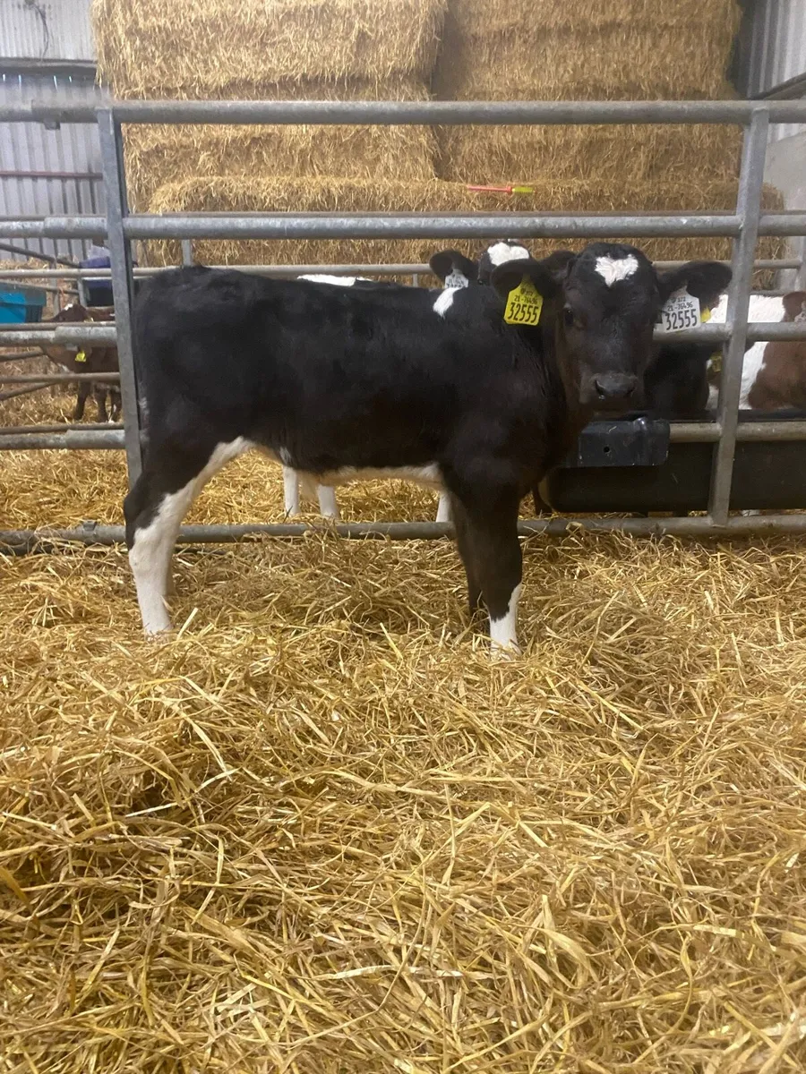 6 FR Bull Calves - Image 1