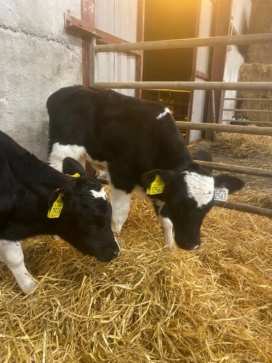6 FR Bull Calves - Image 2