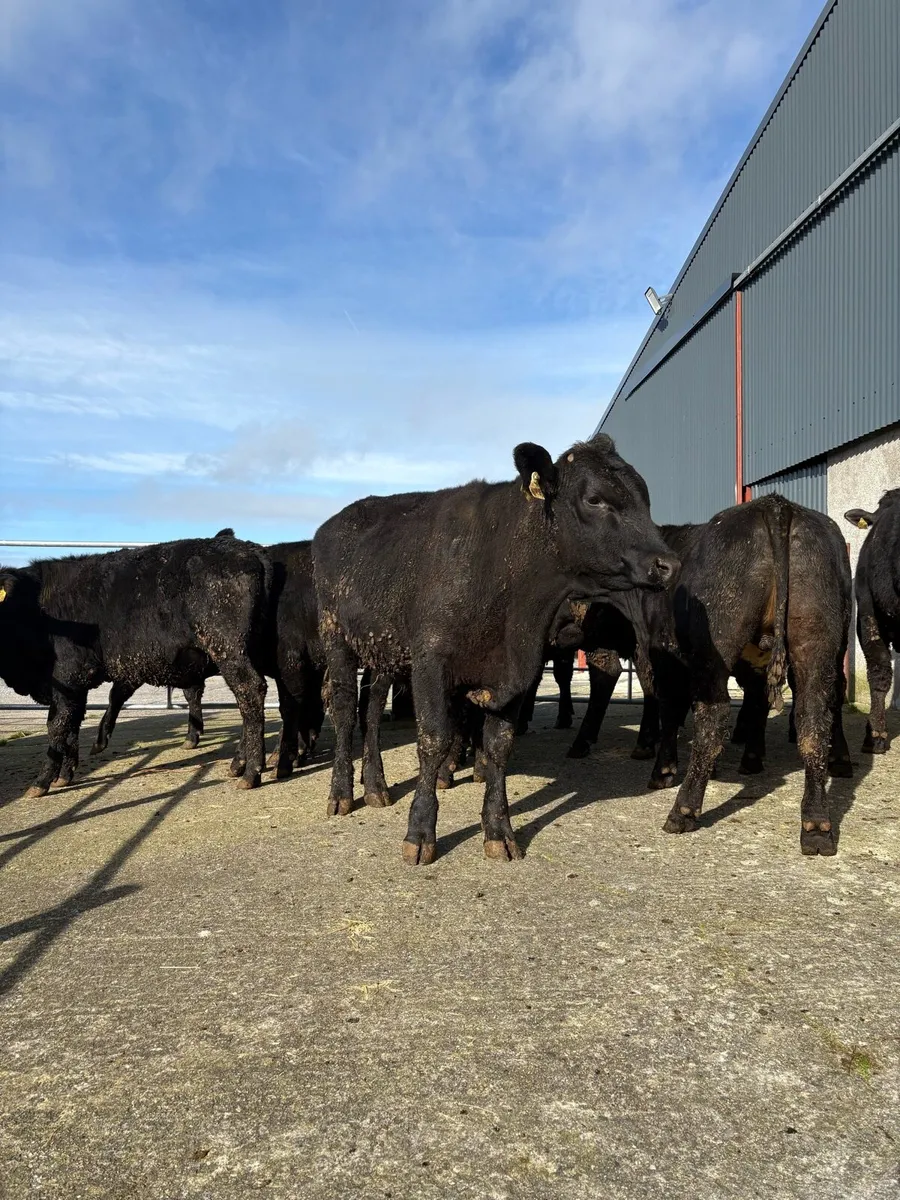 12 x Angus bullocks 390 kgs - Image 1