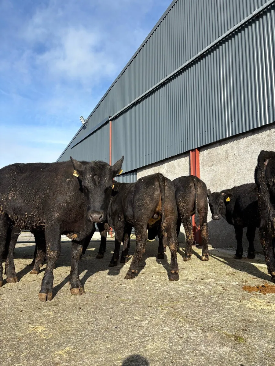12 x Angus bullocks 390 kgs - Image 2
