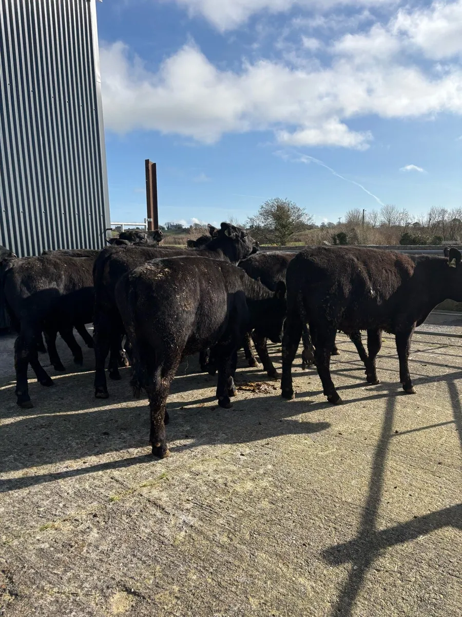 12 x Angus bullocks 390 kgs - Image 4