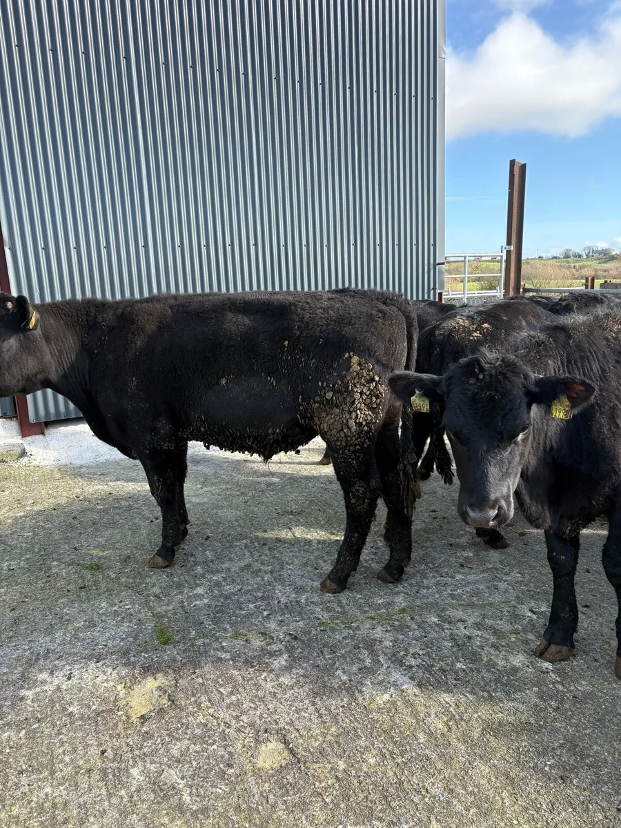 6 x Angus bullocks 340kgs - Image 3