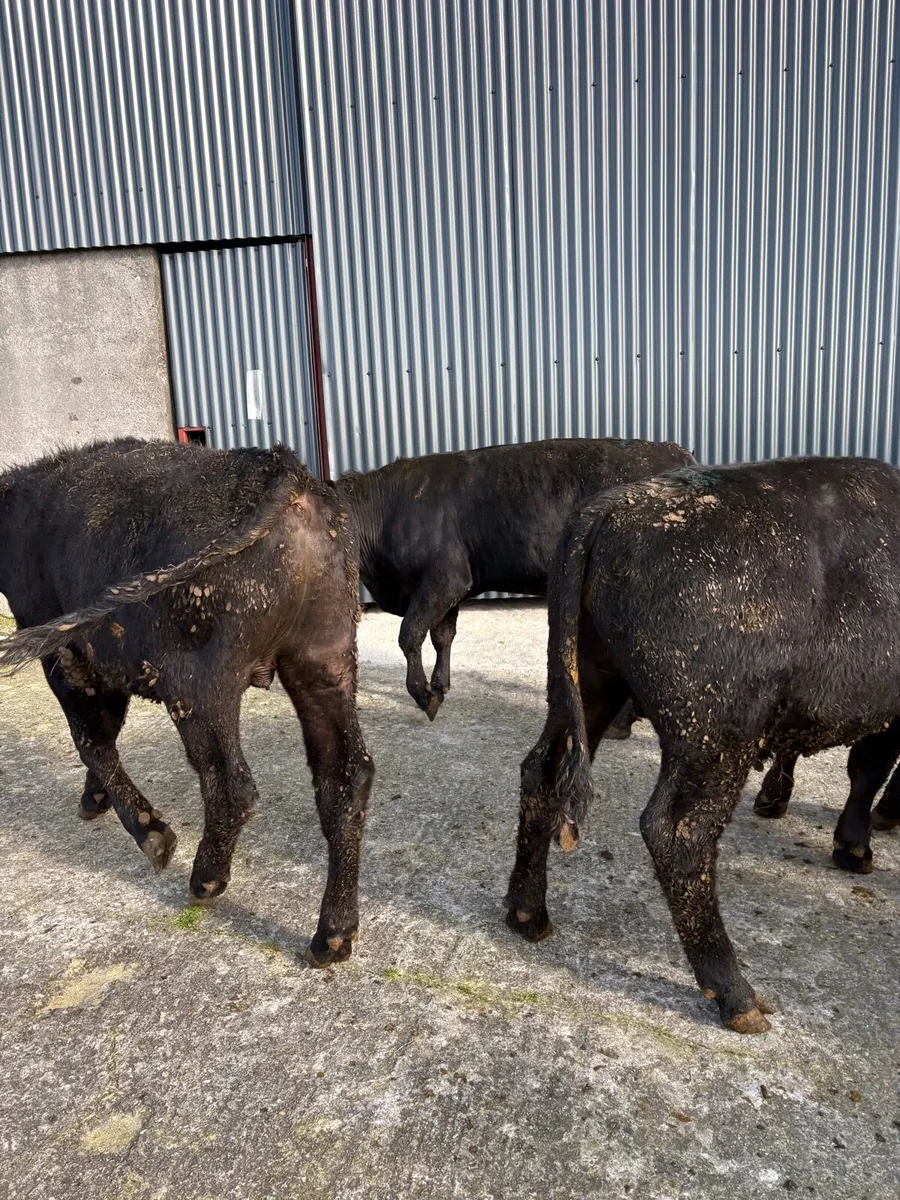 6 x Angus bullocks 340kgs - Image 4