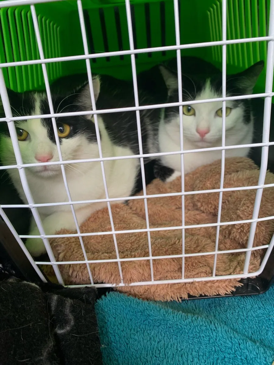 Young Cats - Image 2