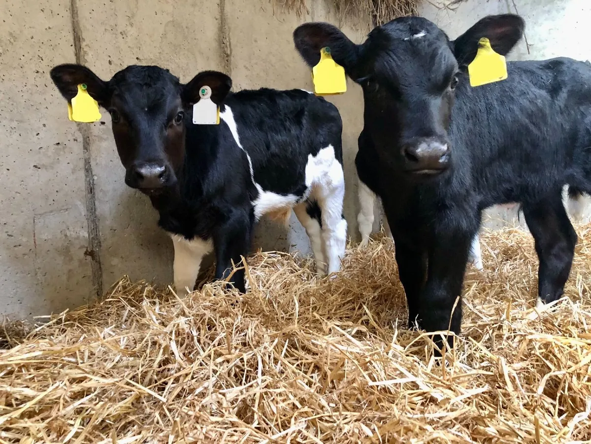 Pedigree Friesian Heifer Calves