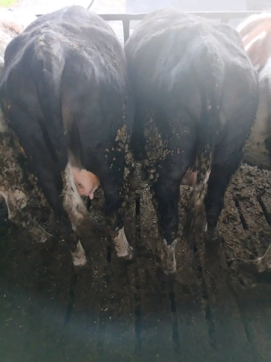Incalf Heifers - Image 1