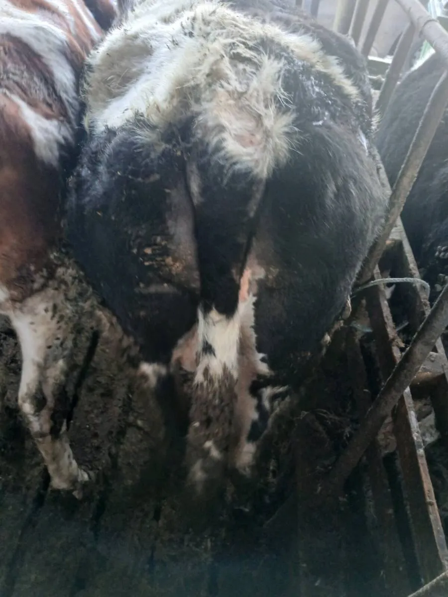 Incalf Heifers - Image 2