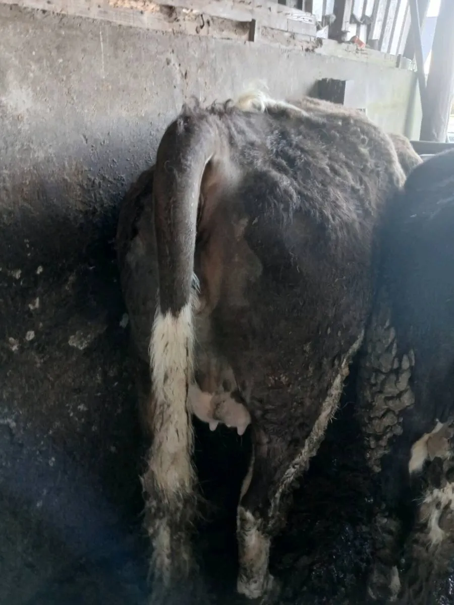 Incalf Heifers - Image 3