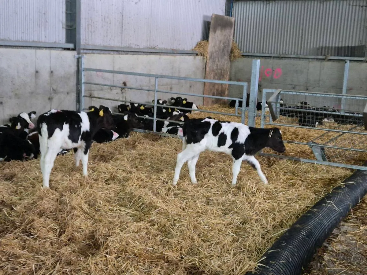 Fresian Heifer calves - Image 1