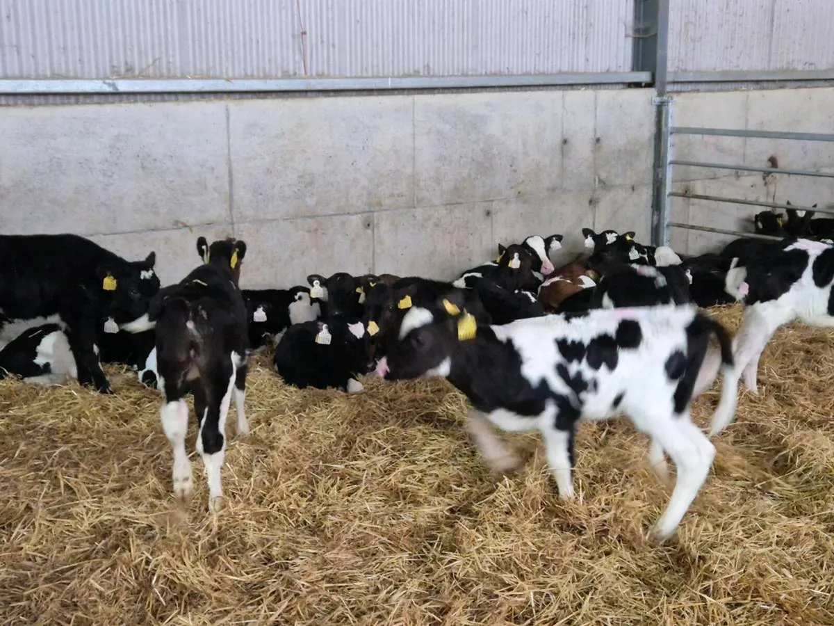 Fresian Heifer calves - Image 2