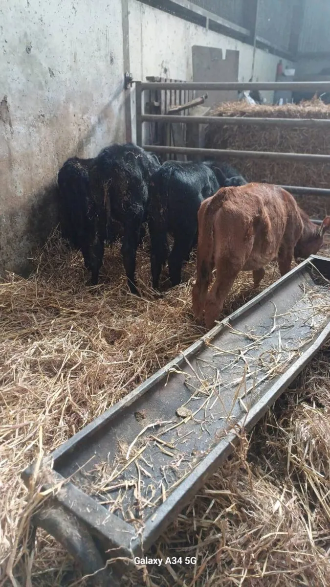 Angus heifers - Image 2