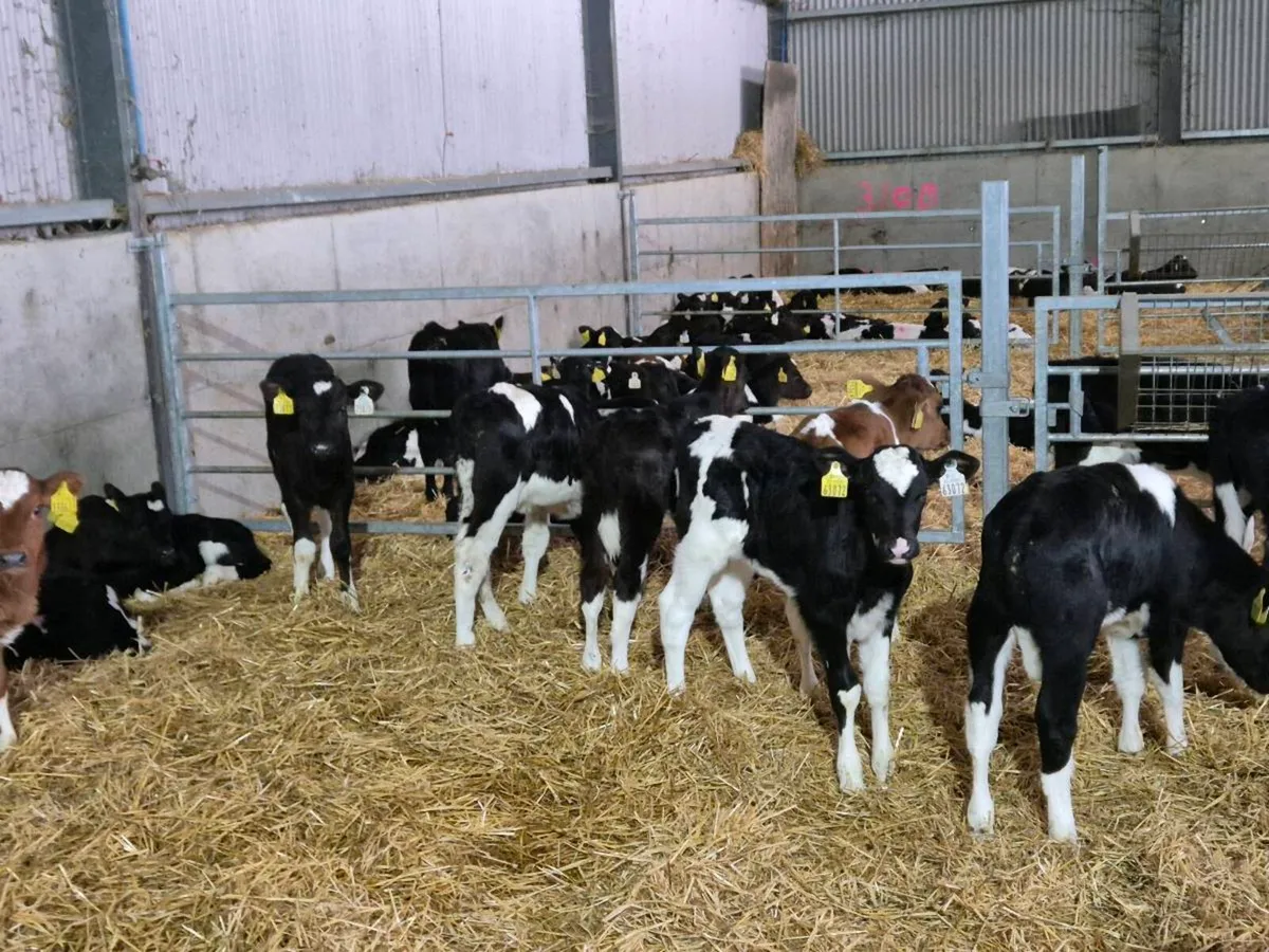 Fresian Heifer calves - Image 3