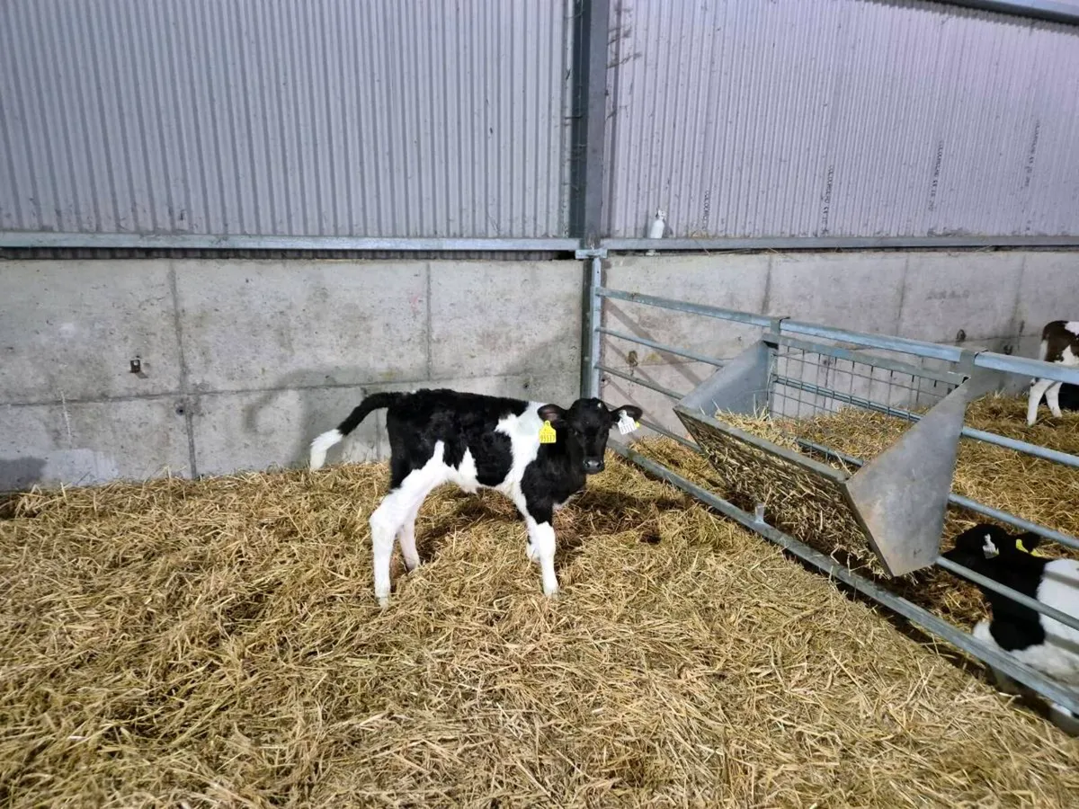 Fresian Heifer calves - Image 1