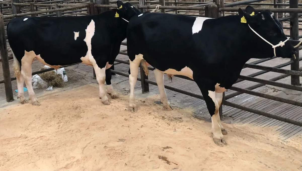 Pedigree Friesian Bulls