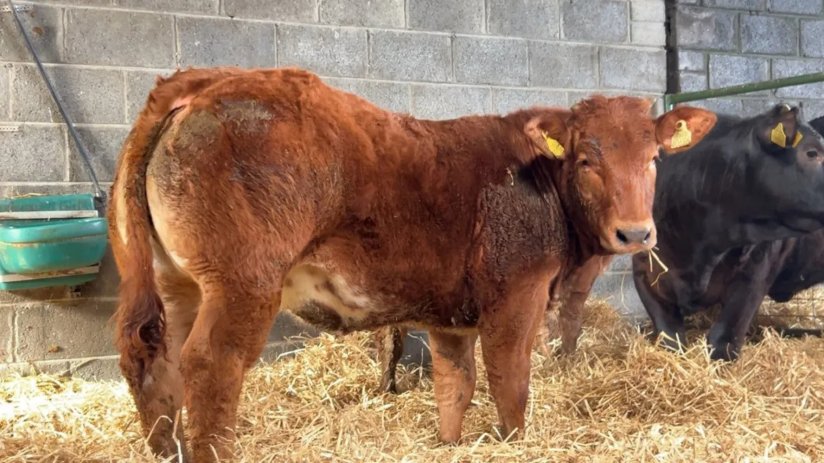serious show heifers - Image 1