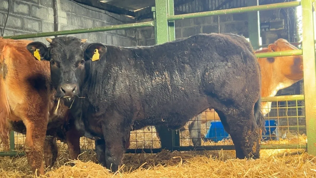 serious show heifers - Image 2