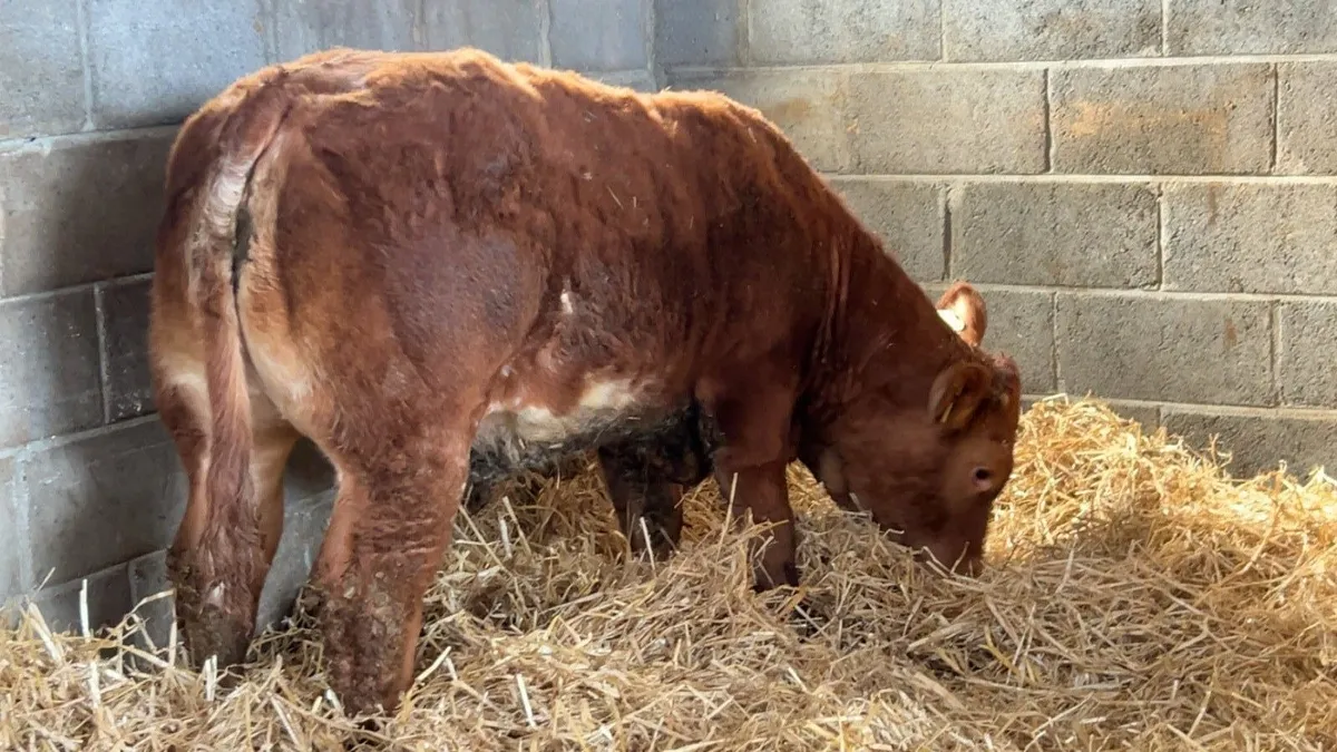 serious show heifers - Image 3