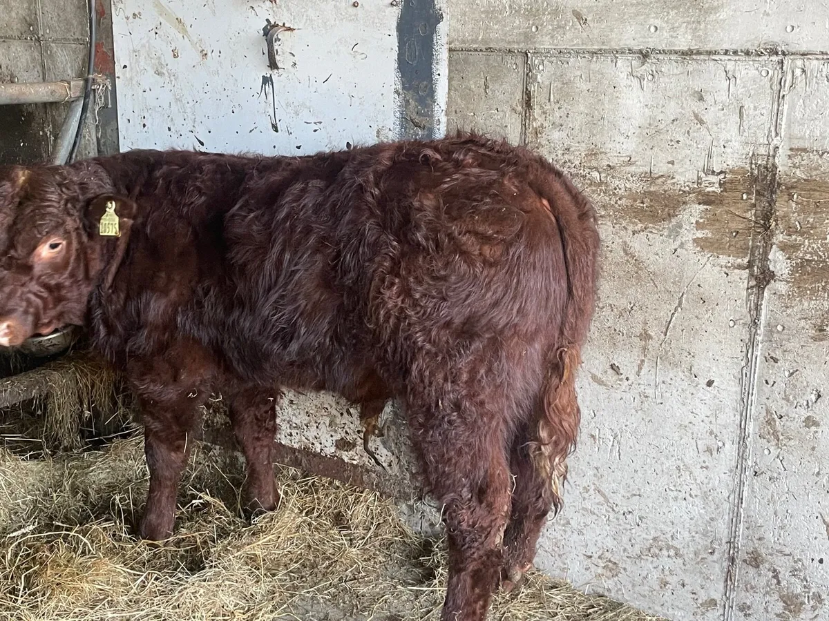 SALER BULLS PBNR - Image 2