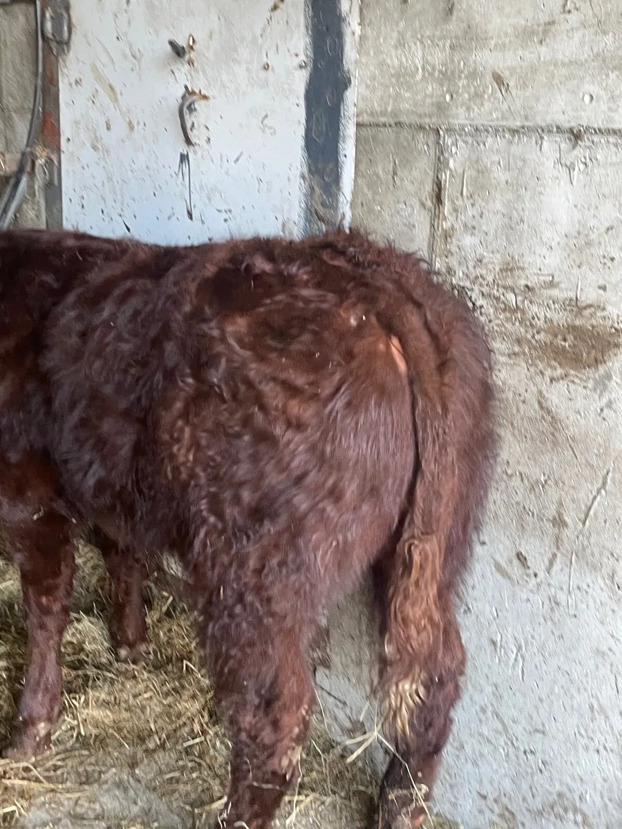 SALER BULLS PBNR - Image 3