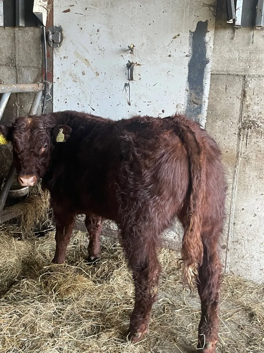 SALER BULLS PBNR - Image 1