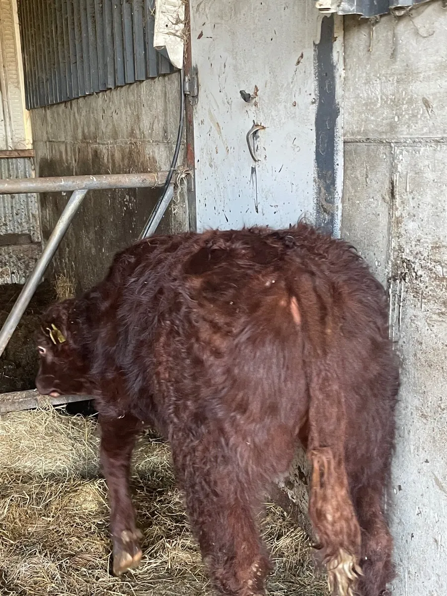 SALER BULLS PBNR - Image 4