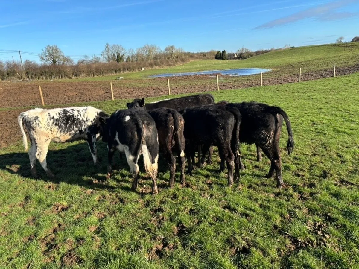 9 smashing runners for sale 🔥 - Image 2